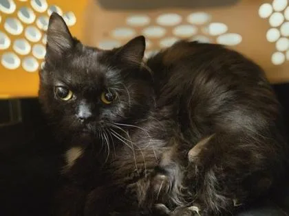 A young medium-sized male Domestic Short Hair cat named Jacobsite for adoption in Westland, MI