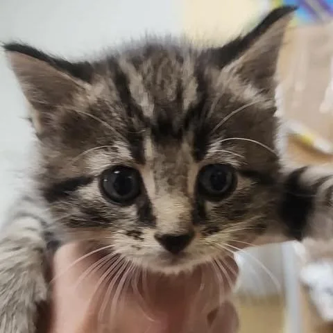 A baby small-sized female Brown / Chocolate Domestic Short Hair cat named Sagittarius for adoption in Shinnston, WV