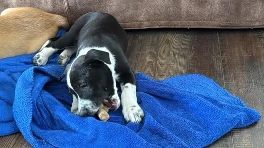 A baby small-sized female Tricolor (Brown, Black, & White) Labrador Retriever dog named Mrs Robinson for adoption in Colorado Springs, CO
