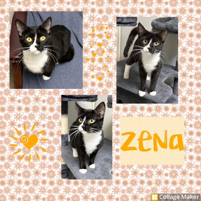 A young medium-sized female Black Domestic Short Hair cat named Zena for adoption in Clearfield, PA