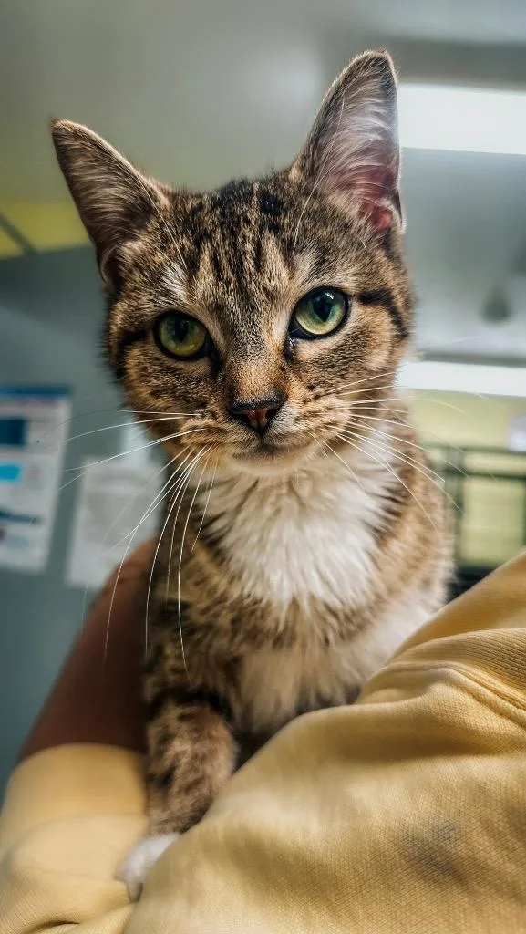A young medium-sized female Domestic Short Hair cat named Embry for adoption in Auburn, IN