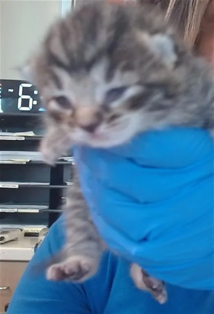 A baby small-sized female Domestic Short Hair cat named Juniper for adoption in Louisville, KY