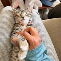 A baby small-sized female Gray / Blue / Silver Domestic Short Hair cat named Pinole for adoption in Pleasant Hill, CA