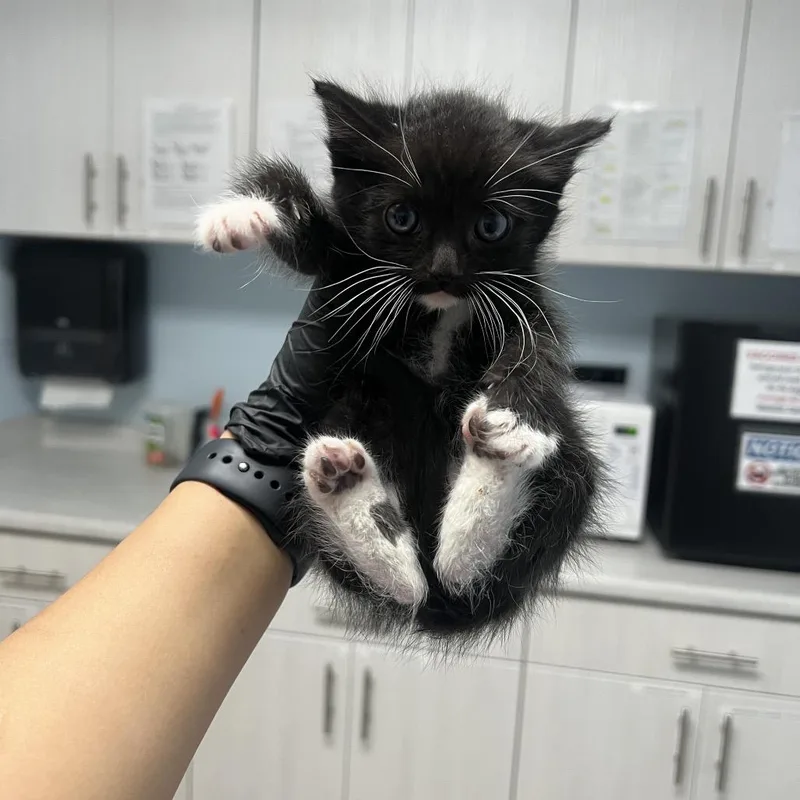 A baby small-sized male Black Domestic Short Hair cat named Woody for adoption in Riverside, CA