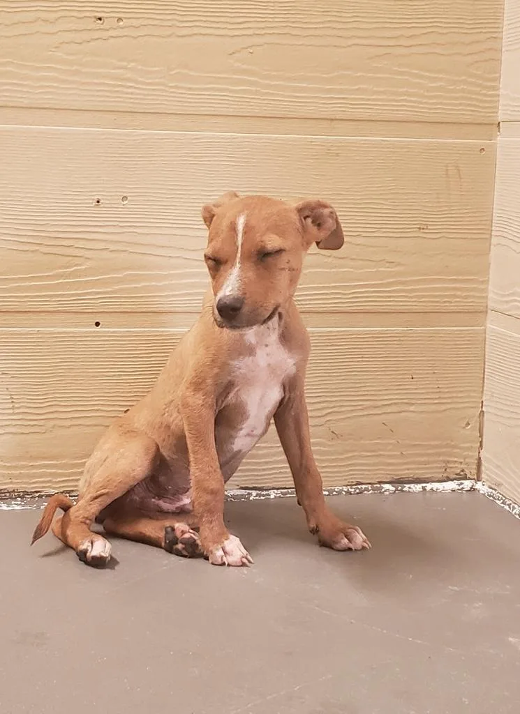 An adult medium-sized male Terrier dog named Marshall for adoption in Ruston, LA
