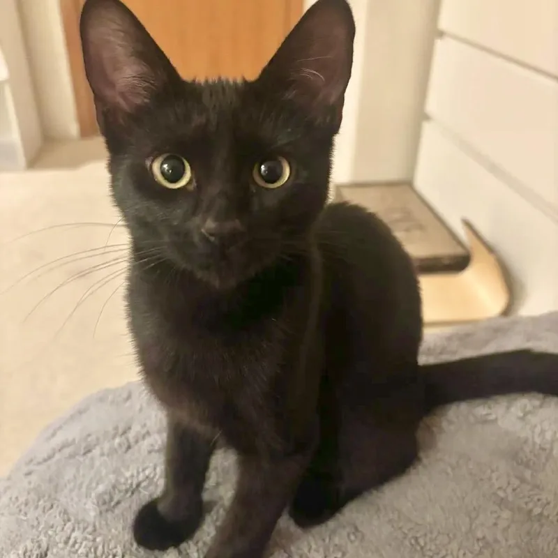 A baby small-sized female Black Domestic Short Hair cat named Princess Donut for adoption in Springfield, OR