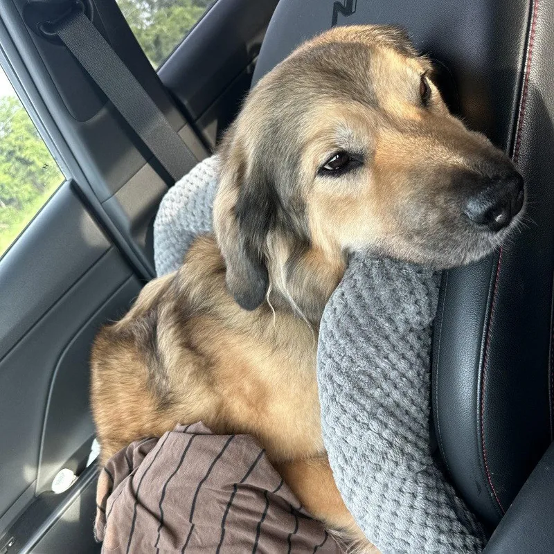 An adult large-sized female Great Pyrenees dog named Desiray Rebel for adoption in Dallas, TX