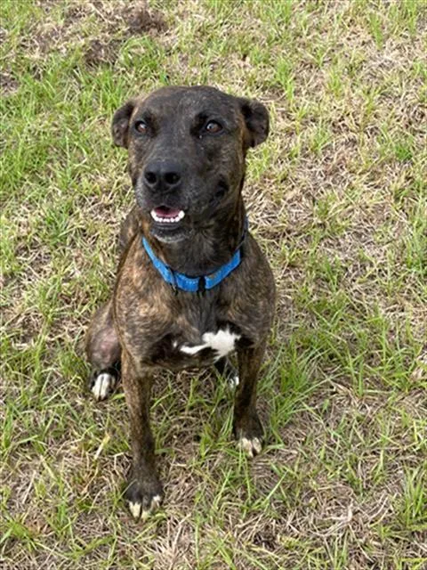 A young medium-sized male Mixed Breed dog named Rocky for adoption in Palmetto, FL