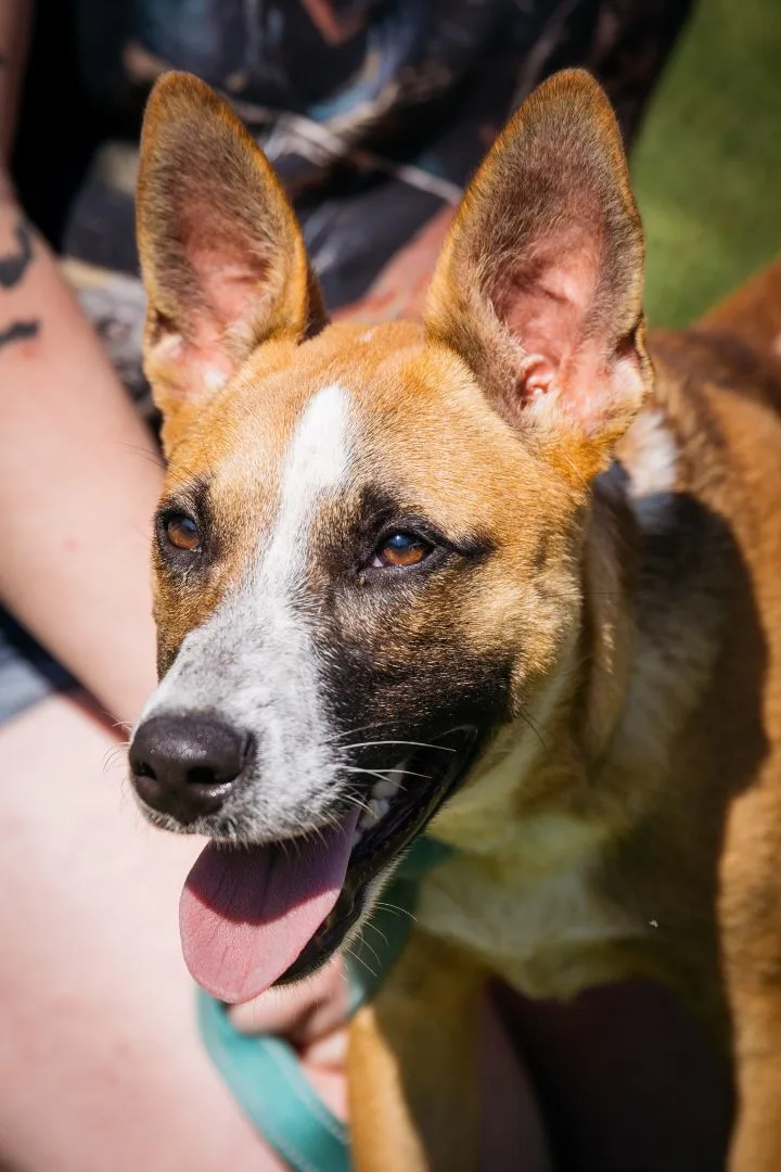 Patchouli thumbnail 2