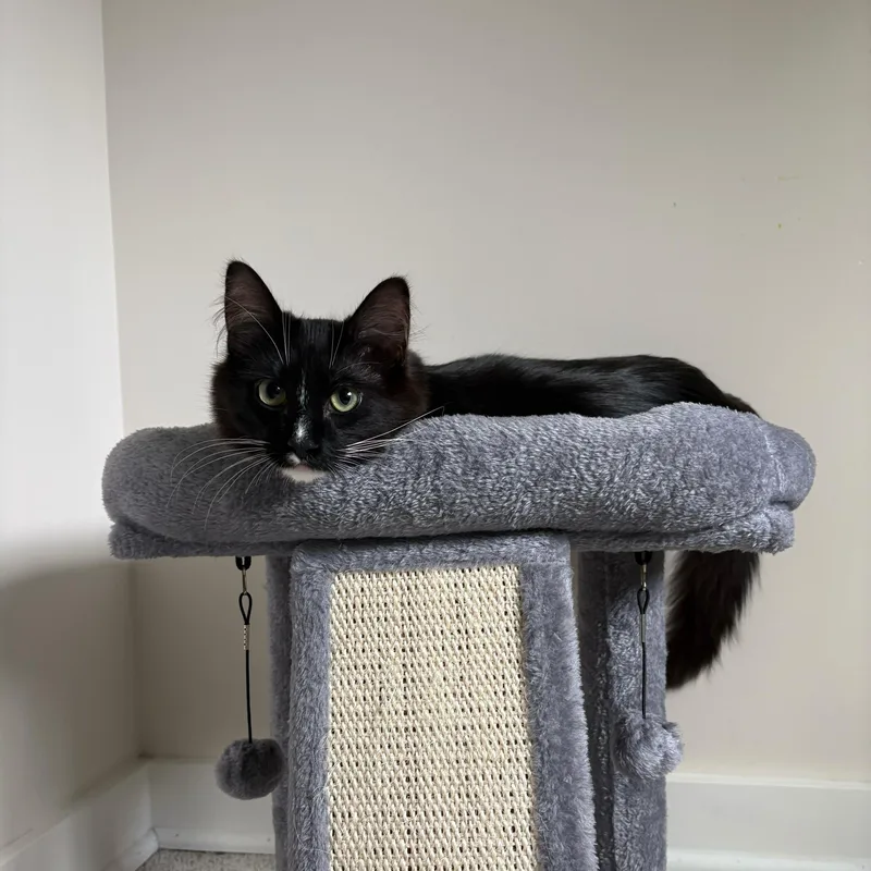 Tinsel And Mistletoe thumbnail 2