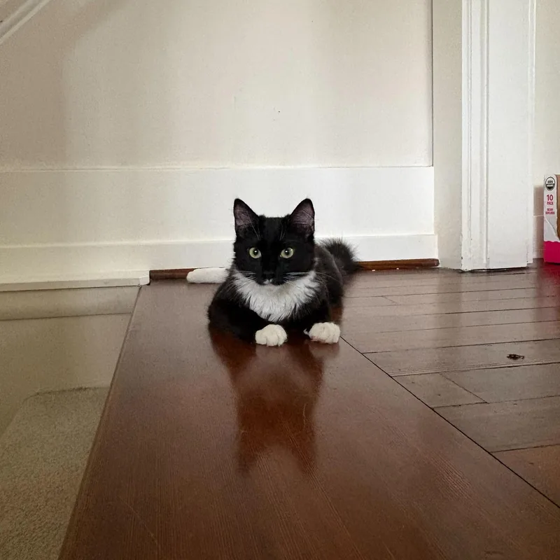 Tinsel And Mistletoe thumbnail 3