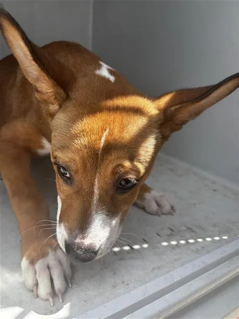 A baby small-sized female Basenji dog named A for adoption in Houston, TX