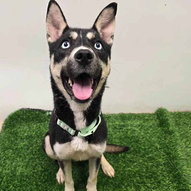An adult medium-sized female Black Husky dog named Denali for adoption in Columbia, MO