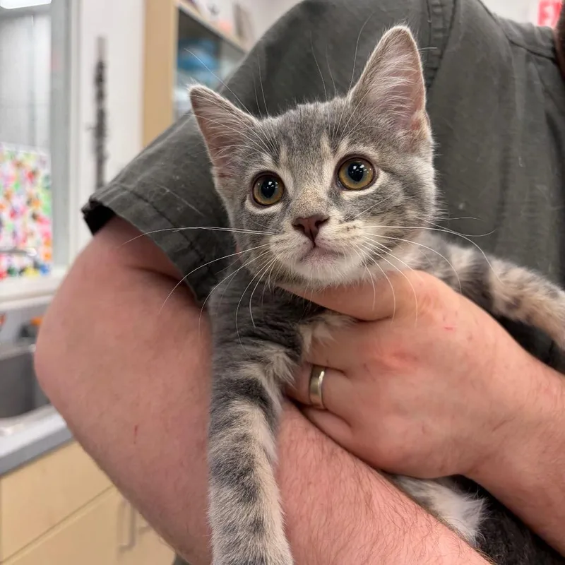 A baby small-sized female Gray / Blue / Silver Domestic Short Hair cat named Madame Morrible for adoption in Normal, IL