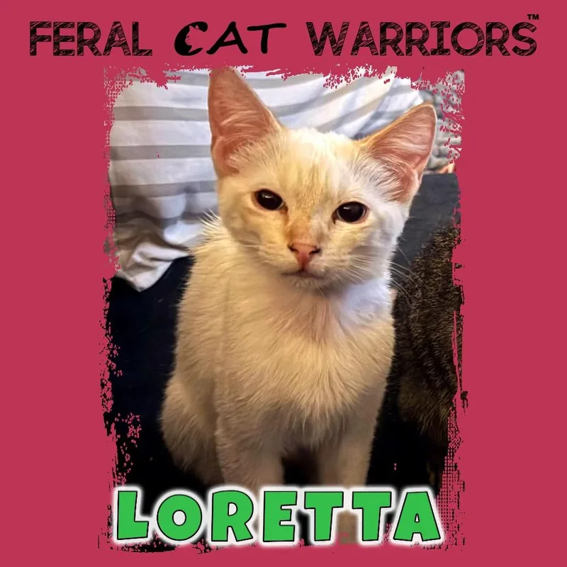 A young small-sized male Flame Point Siamese cat named Loretta for adoption in Kingman, AZ