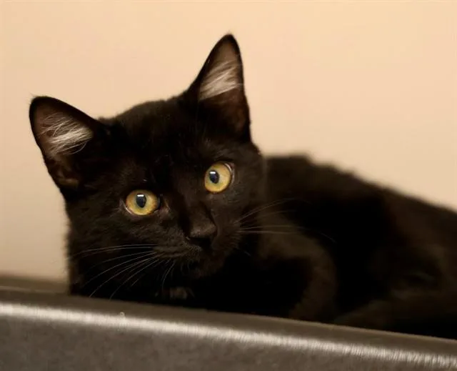 A baby small-sized female Domestic Short Hair cat named Tootles for adoption in San Luis Obispo, CA