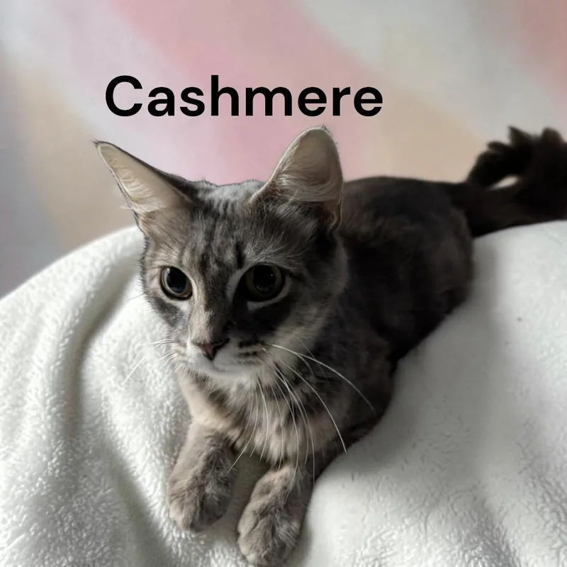 An adult medium-sized female Tabby cat named Cashmere for adoption in Weems, VA