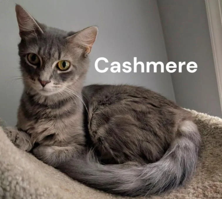 Cashmere thumbnail 2