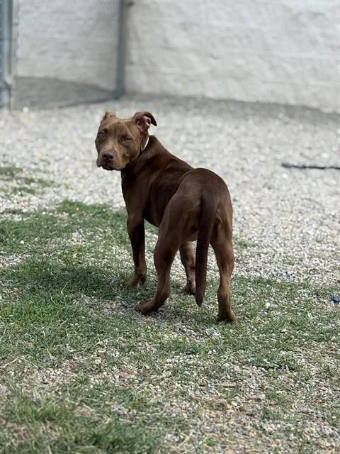 A young small-sized female Pit Bull Terrier dog named Lexie for adoption in Augusta, GA