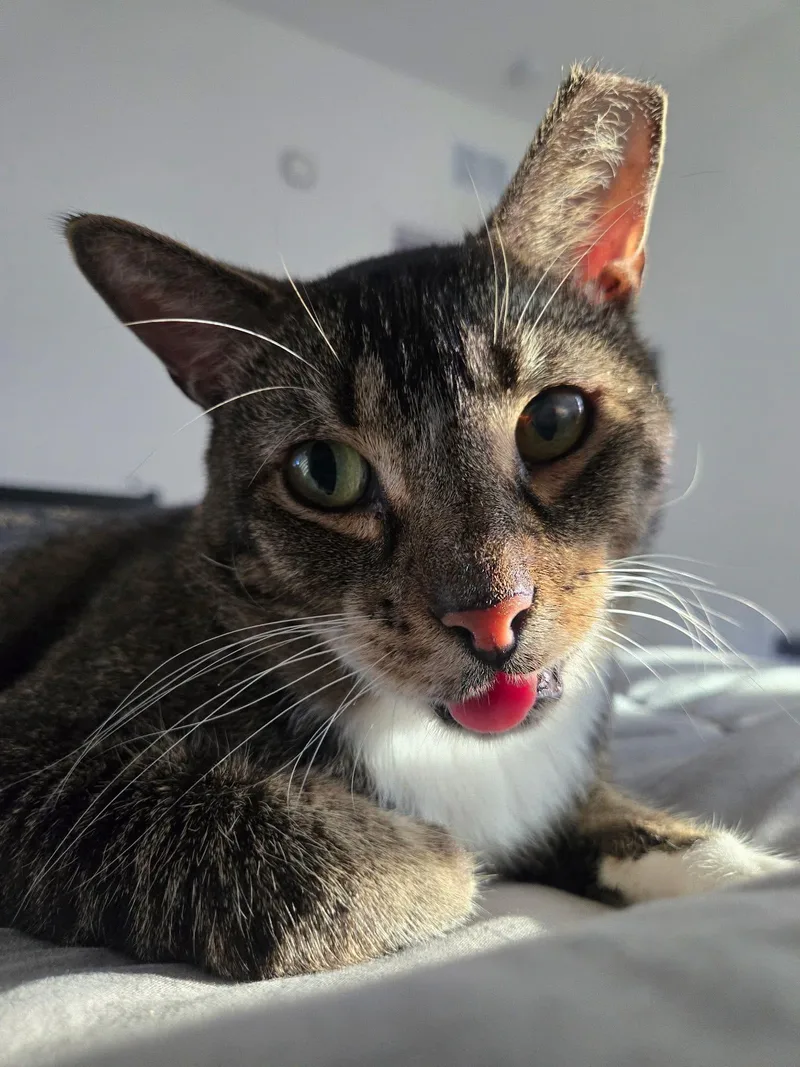 An adult medium-sized male Domestic Short Hair cat named Beelzebub for adoption in Tampa, FL