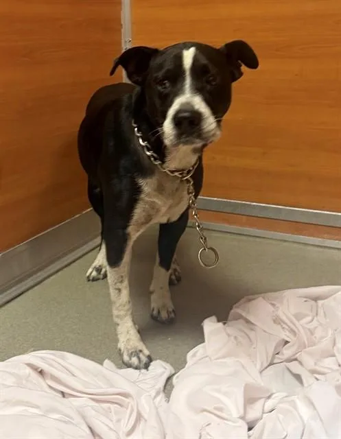 An adult medium-sized male Terrier dog named Trex for adoption in Miami, FL