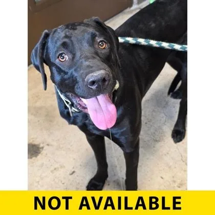 An adult large-sized female Mixed Breed dog named Azure for adoption in Eugene, OR