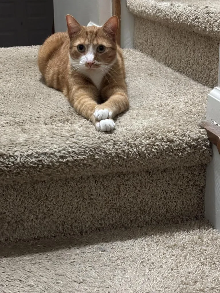 An adult large-sized male American Shorthair cat named Nugget for adoption in Greenfield, IN