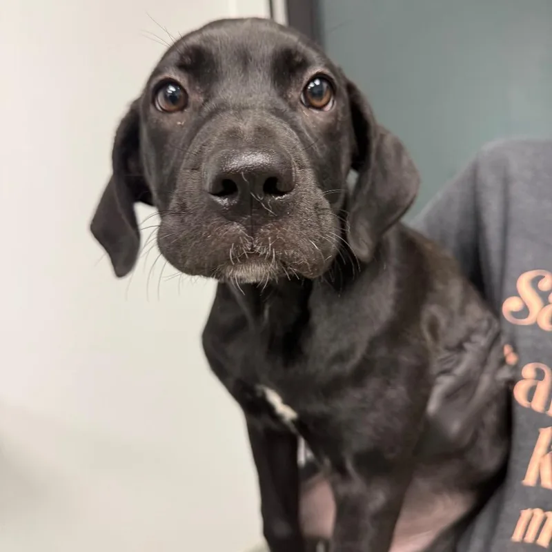 A baby medium-sized female Black Labrador Retriever dog named Lilo for adoption in Abilene, TX
