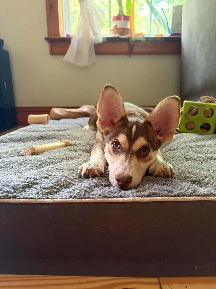 A baby small-sized male Husky dog named Hudson for adoption in East Greenville, PA