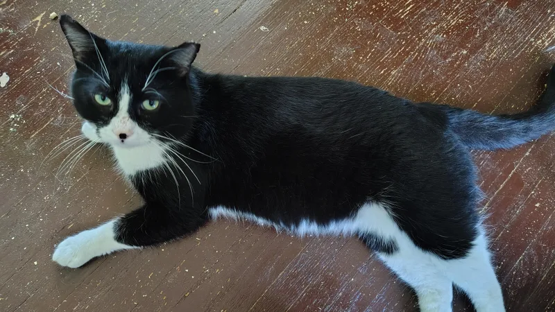 An adult large-sized male Domestic Short Hair cat named Henry for adoption in Buffalo, NY