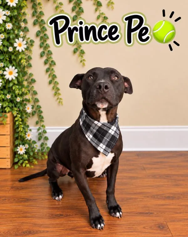 Prince Pe thumbnail 2
