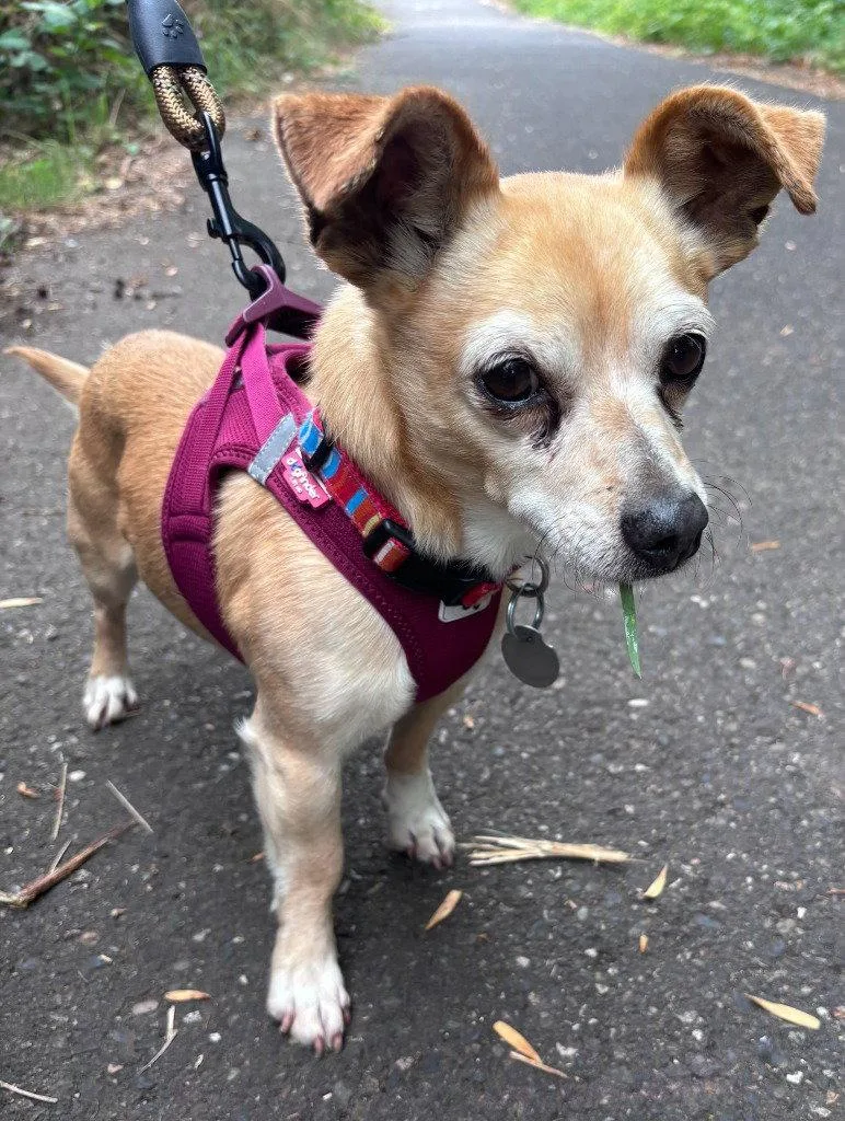 An adult small-sized male Chihuahua dog named Timone for adoption in St. Helens, OR