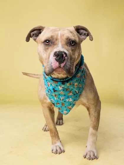 An adult medium-sized male Mixed Breed dog named Woodchuck for adoption in Atlanta, GA