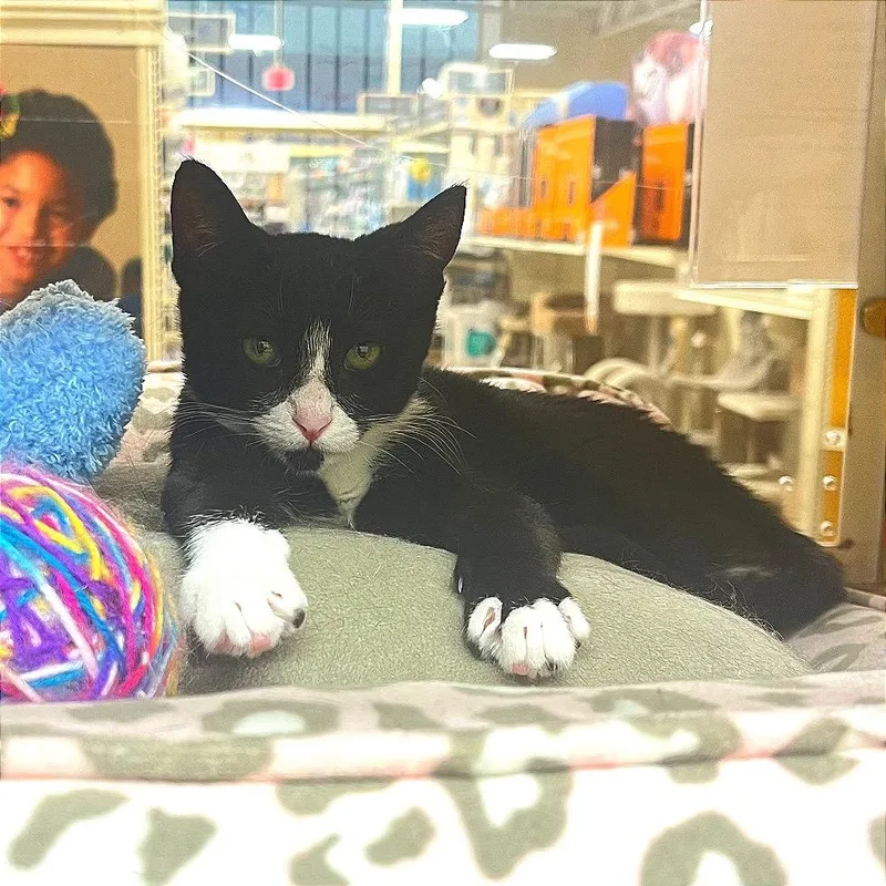 Persephone thumbnail 2