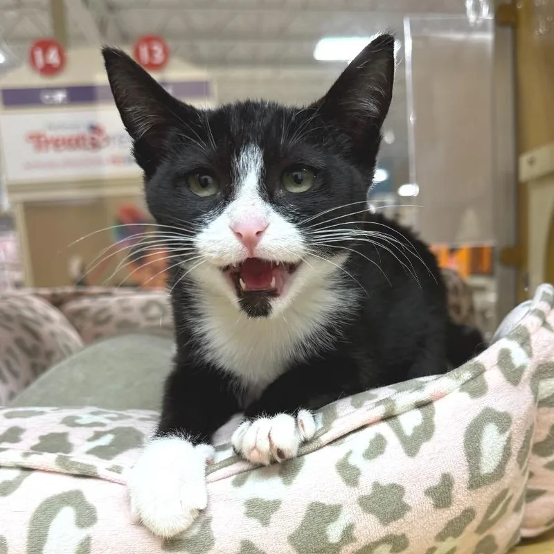 Persephone thumbnail 3