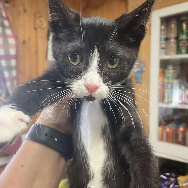 Persephone thumbnail 4