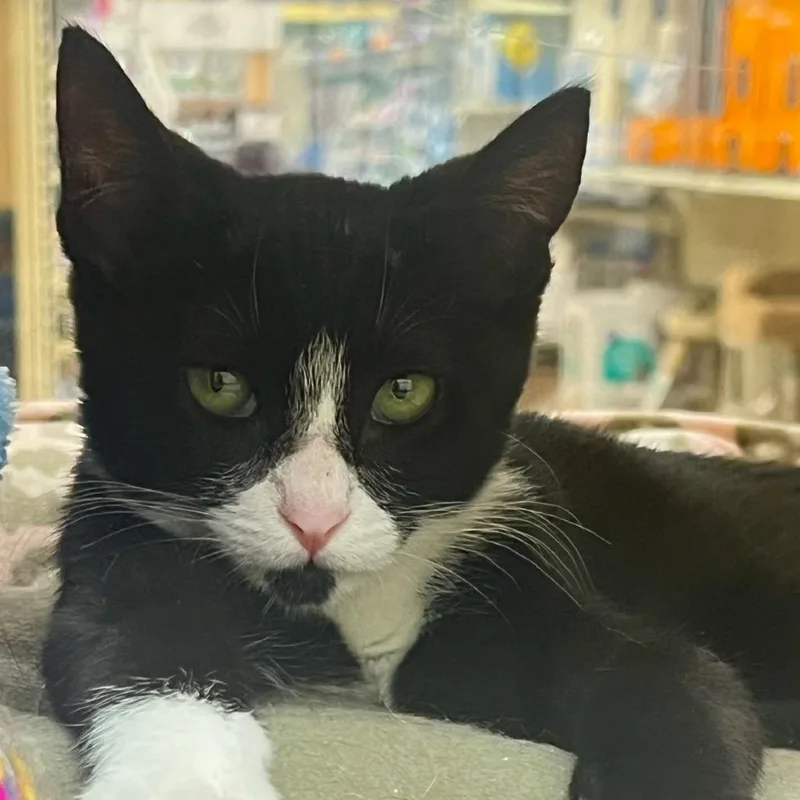 Persephone thumbnail 5