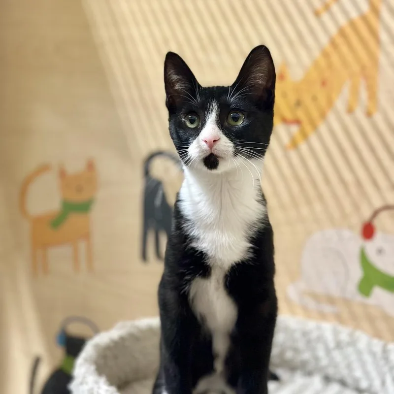 Persephone thumbnail 6