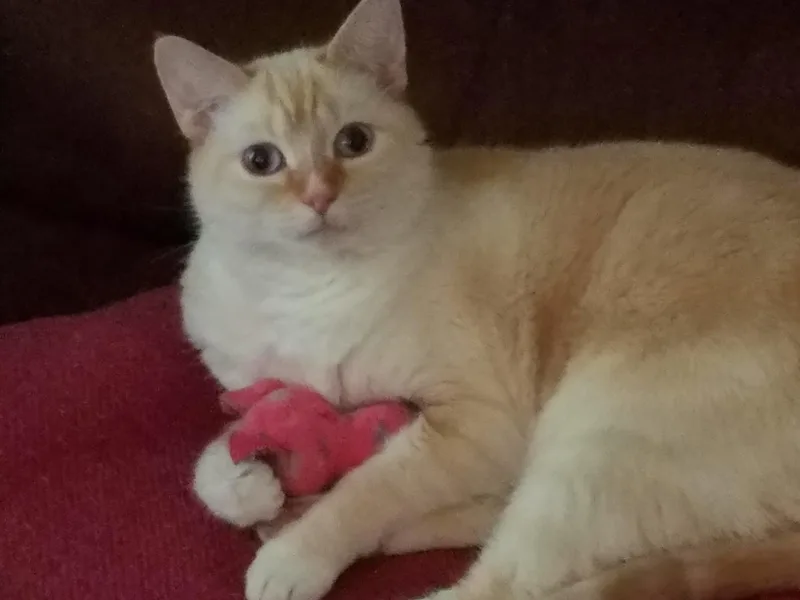 An adult medium-sized female Cream Point Domestic Short Hair cat named Bella for adoption in Nashville, TN