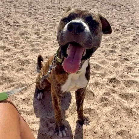 Lucky Boy Your Beach thumbnail 5