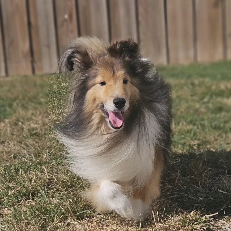 A senior small-sized male Shetland Sheepdog / Sheltie dog named Revel for adoption in Ramsey, IN