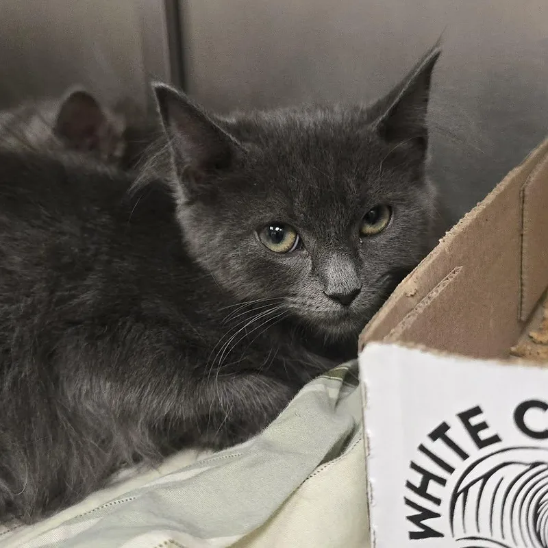 A baby medium-sized female Gray & White Domestic Long Hair cat named Dylan for adoption in Orange, VA