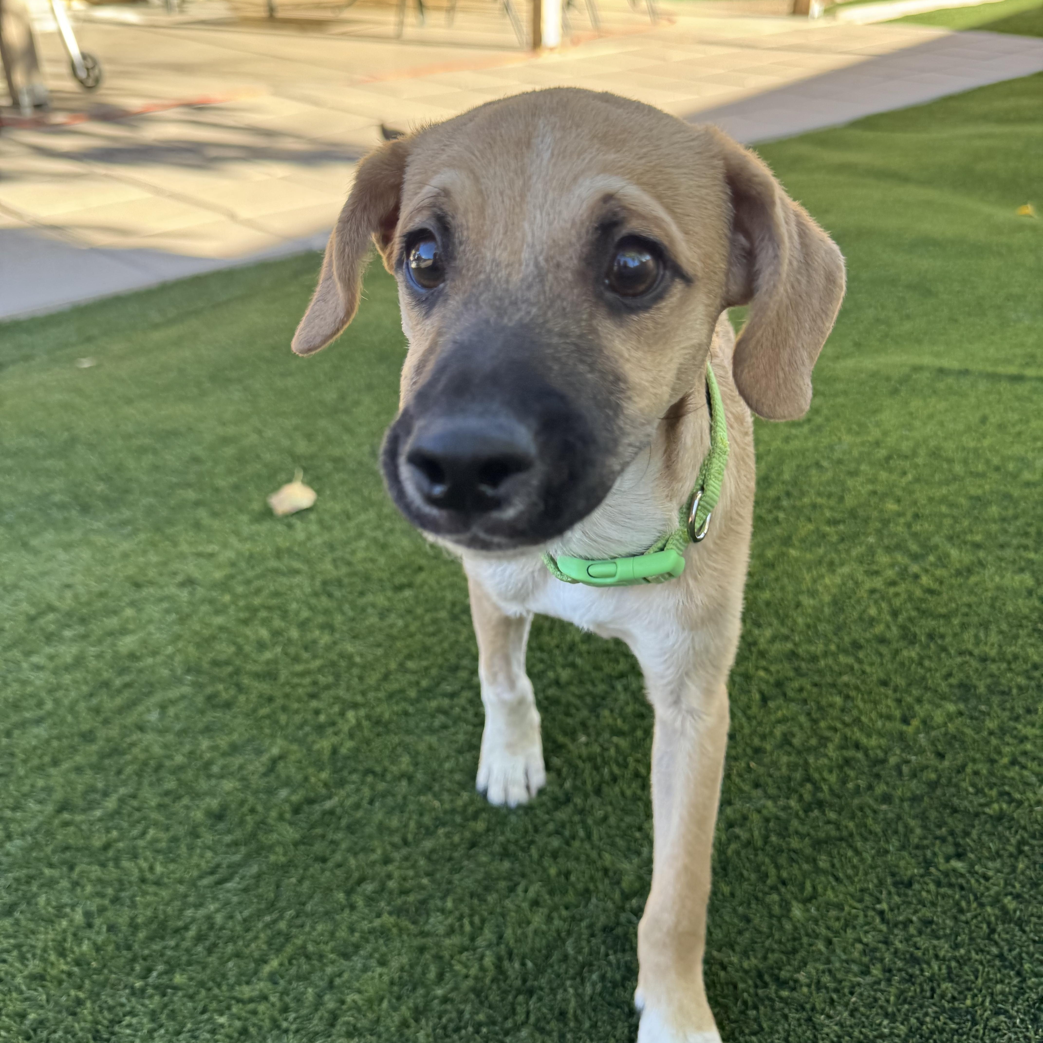 A baby small-sized male Chihuahua dog named Slim Jim for adoption in Henderson, NV