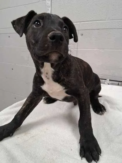 A baby medium-sized male Mixed Breed dog named Phase for adoption in Sevierville, TN