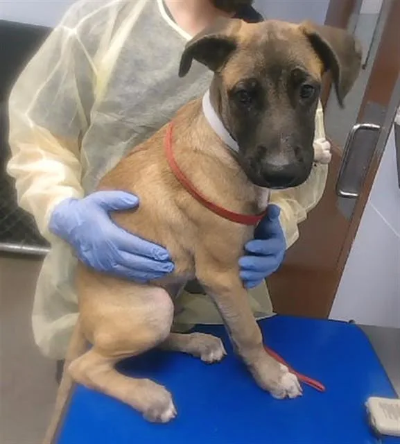 A baby large-sized male Belgian Shepherd / Malinois dog named Malabama for adoption in Mesa, AZ