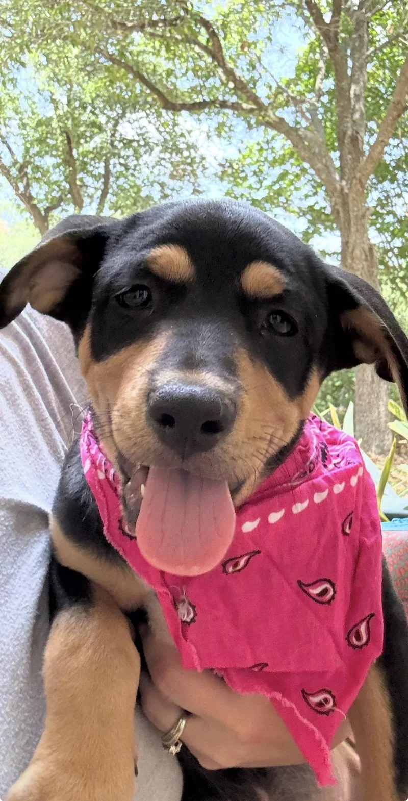 A baby medium-sized female Brown / Chocolate Rottweiler dog named Juniper for adoption in San Antonio, TX