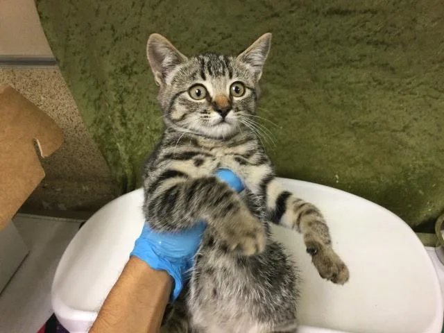 A baby small-sized female Domestic Short Hair cat named Pebble for adoption in Riverside, CA