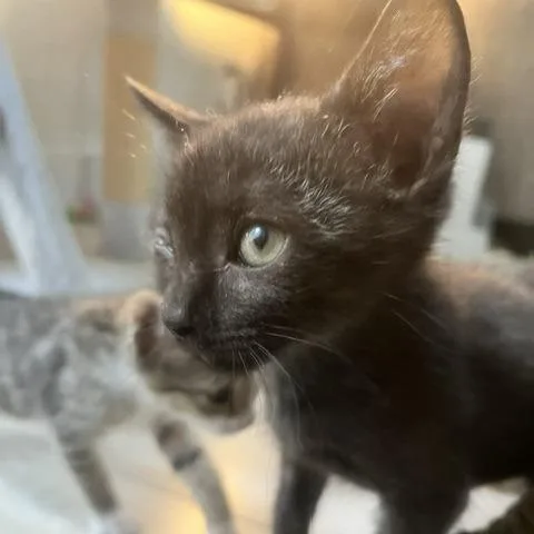 A baby small-sized male Black Domestic Short Hair cat named Remy for adoption in San Antonio, TX
