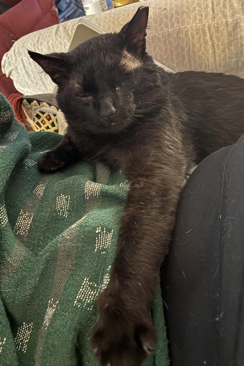 An adult medium-sized male Black Domestic Short Hair cat named Alistair for adoption in Lemoyne, PA