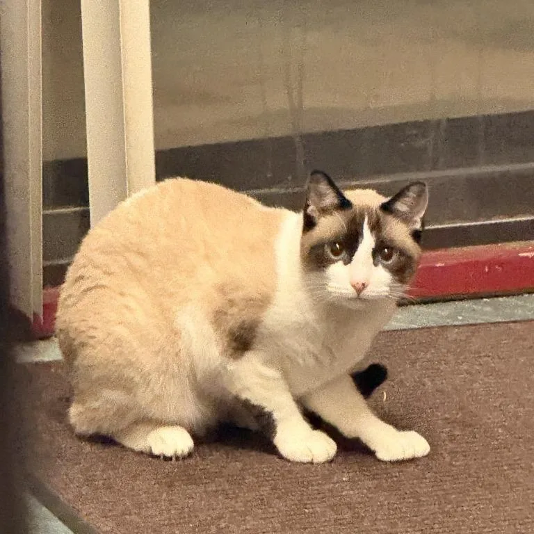An adult small-sized female Seal Point Snowshoe cat named Sugar for adoption in Coachella, CA
